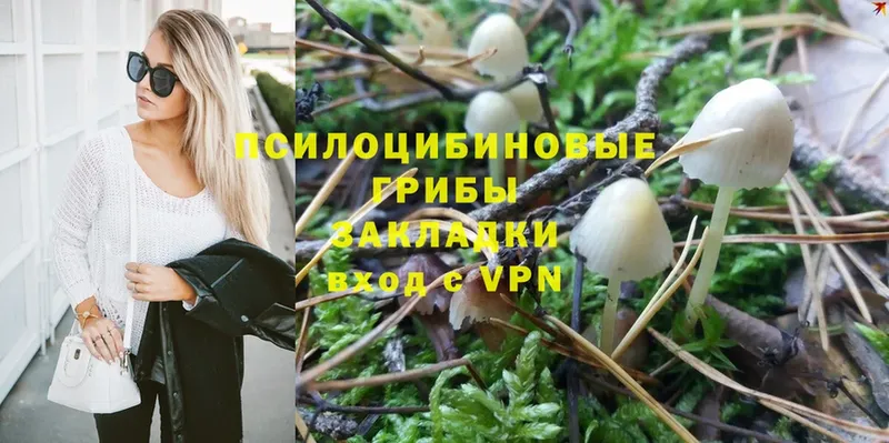 Псилоцибиновые грибы Cubensis  Ангарск 